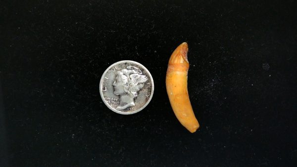 Romanian Cave Bear Tooth Ice Age from Carpathian Mountains #34 - 1.14" - Image 2