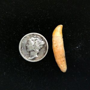 Genuine Fossil Ice Age Cave Bear Tooth from Romania For Sale #35