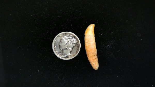 Romanian Cave Bear Tooth Ice Age from Carpathian Mountains #35 - 1.12"