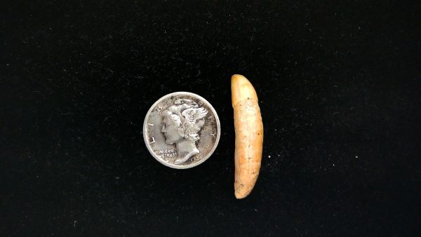 Romanian Cave Bear Tooth Ice Age from Carpathian Mountains #35 - 1.12" - Image 2