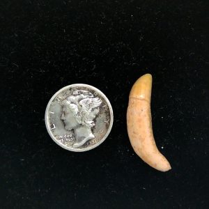 Genuine Fossil Ice Age Cave Bear Tooth from Romania For Sale #36