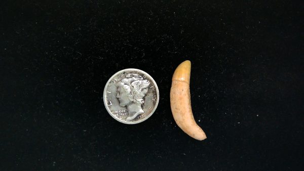 Romanian Cave Bear Tooth Ice Age from Carpathian Mountains #36 - 1.0"