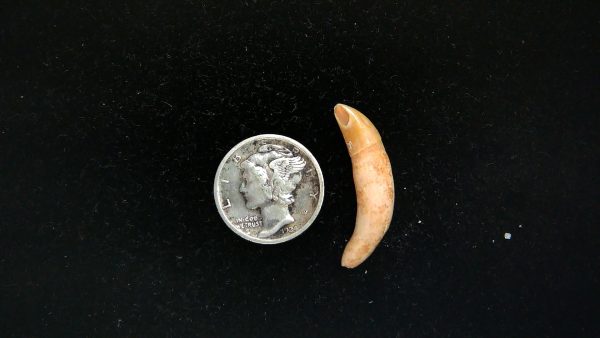 Romanian Cave Bear Tooth Ice Age from Carpathian Mountains #36 - 1.0" - Image 2