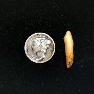Romanian Cave Bear Tooth Ice Age from Carpathian Mountains #37 - .85"