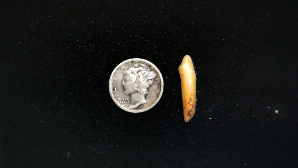 Romanian Cave Bear Tooth Ice Age from Carpathian Mountains #37 - .85"