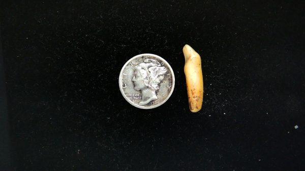 Romanian Cave Bear Tooth Ice Age from Carpathian Mountains #37 - .85" - Image 2