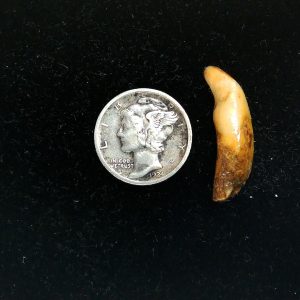 Romanian Cave Bear Tooth Ice Age from Carpathian Mountains #38 - .98"