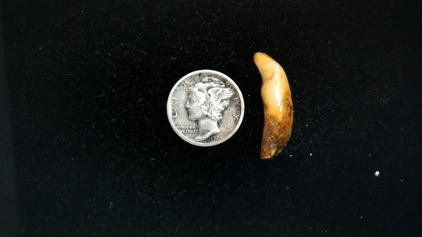 Romanian Cave Bear Tooth Ice Age from Carpathian Mountains #38 - .98"