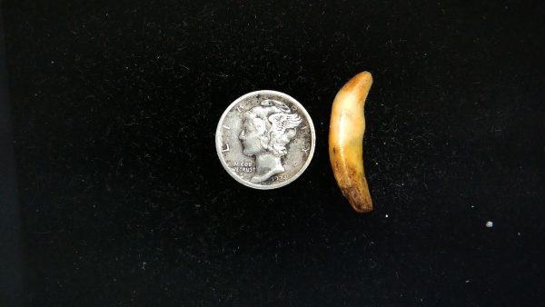 Romanian Cave Bear Tooth Ice Age from Carpathian Mountains #38 - .98" - Image 2