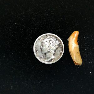 Romanian Cave Bear Tooth Ice Age from Carpathian Mountains #39 - .78"