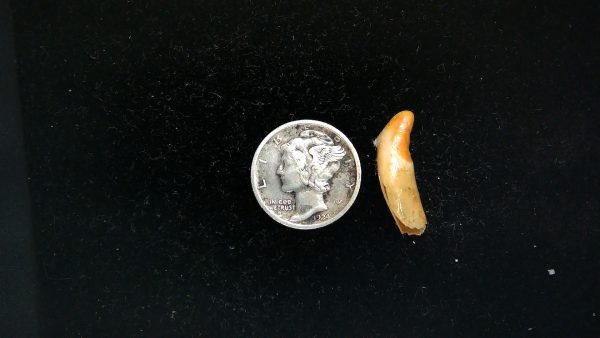 Romanian Cave Bear Tooth Ice Age from Carpathian Mountains #39 - .78"