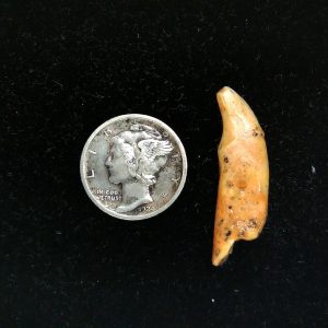 Romanian Cave Bear Tooth Ice Age from Carpathian Mountains #40 - 1.15"