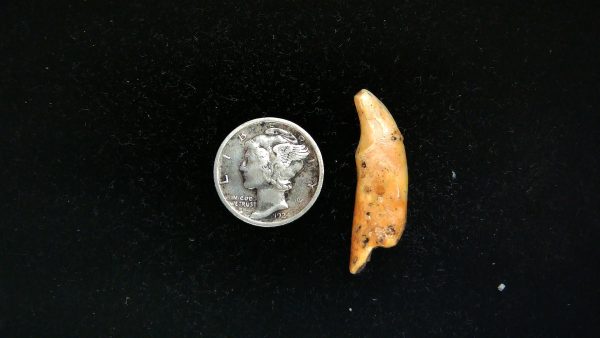 Romanian Cave Bear Tooth Ice Age from Carpathian Mountains #40 - 1.15"