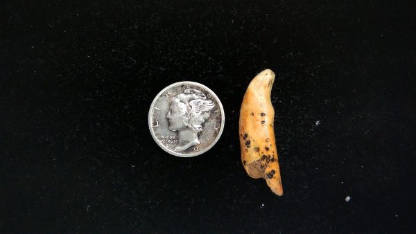 Romanian Cave Bear Tooth Ice Age from Carpathian Mountains #40 - 1.15" - Image 2