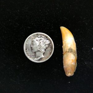 Romanian Cave Bear Tooth Ice Age from Carpathian Mountains #41 - 1.18"