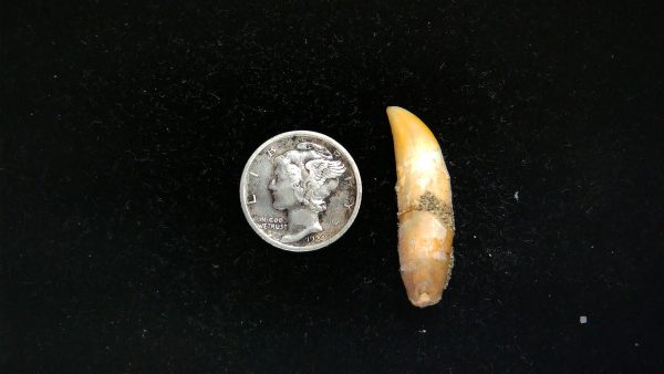 Romanian Cave Bear Tooth Ice Age from Carpathian Mountains #41 - 1.18"