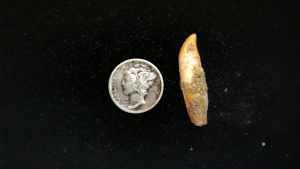 Romanian Cave Bear Tooth Ice Age from Carpathian Mountains #41 - 1.18" - Image 2