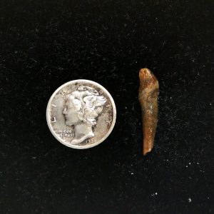 Romanian Cave Bear Tooth Ice Age from Carpathian Mountains #42 - .86"