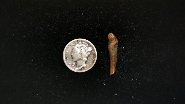 Romanian Cave Bear Tooth Ice Age from Carpathian Mountains #42 - .86"
