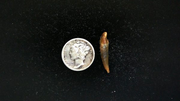 Romanian Cave Bear Tooth Ice Age from Carpathian Mountains #42 - .86" - Image 2