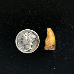 Romanian Cave Bear Tooth Ice Age from Carpathian Mountains #43 - .64"