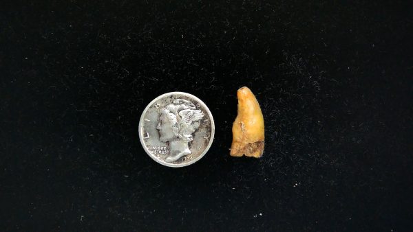 Romanian Cave Bear Tooth Ice Age from Carpathian Mountains #43 - .64"