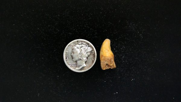 Romanian Cave Bear Tooth Ice Age from Carpathian Mountains #43 - .64" - Image 2