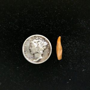 Romanian Cave Bear Tooth Ice Age from Carpathian Mountains #44 - .55"