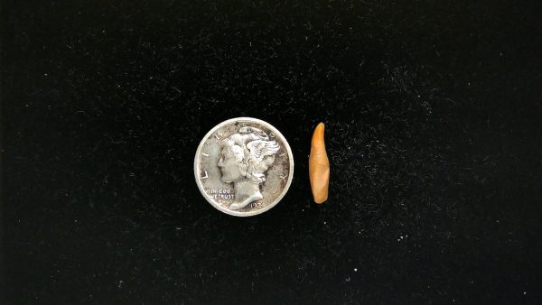 Romanian Cave Bear Tooth Ice Age from Carpathian Mountains #44 - .55"