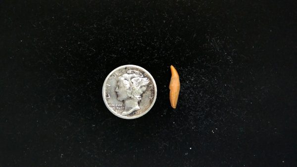 Romanian Cave Bear Tooth Ice Age from Carpathian Mountains #44 - .55" - Image 2