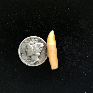 Romanian Cave Bear Tooth Ice Age from Carpathian Mountains #45 - .87"