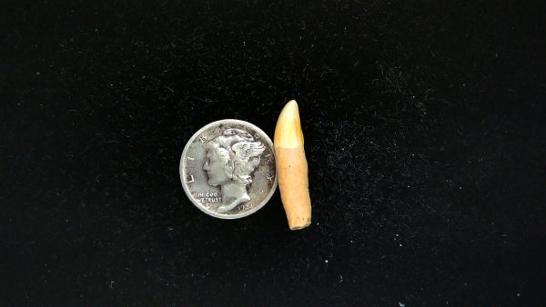 Genuine Fossil Ice Age Cave Bear Tooth from Romania For Sale #45