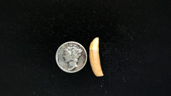 Genuine Fossil Ice Age Cave Bear Tooth from Romania For Sale #45a