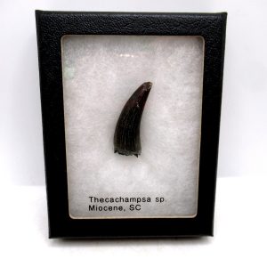 Crocodile Tooth for Sale - Thecachampsa sp. from S. Carolina #50