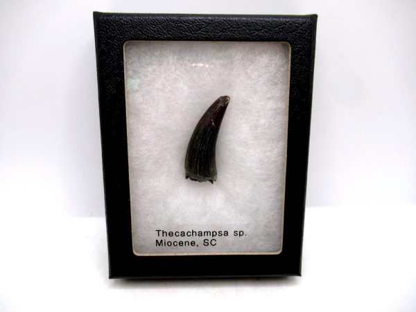 Crocodile Tooth for Sale - Thecachampsa sp. from S. Carolina #50