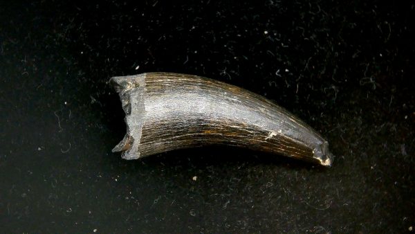 Crocodile Tooth for Sale - Thecachampsa sp. from S. Carolina #50 - Image 2