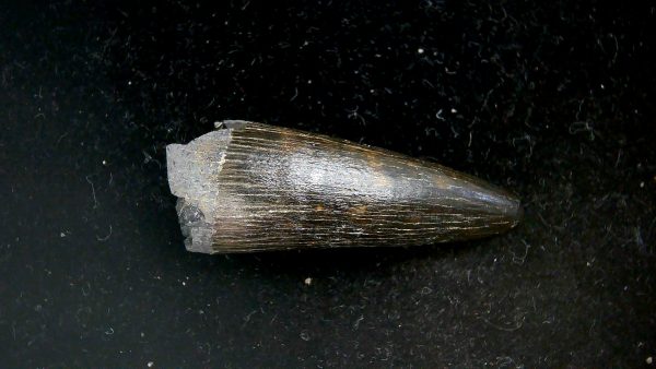 Crocodile Tooth for Sale - Thecachampsa sp. from S. Carolina #50 - Image 5