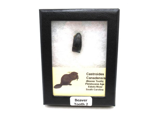 Beaver Tooth for Sale -  Fossil Castor canadensis from FL #2