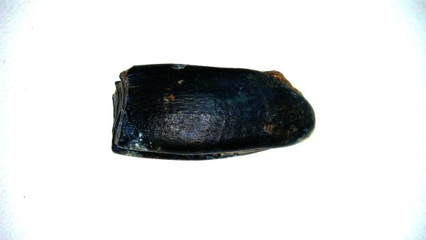 Beaver Tooth for Sale -  Fossil Castor canadensis from FL #2 - Image 2