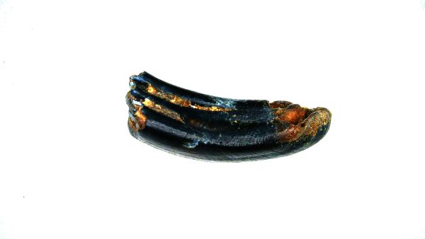 Beaver Tooth for Sale -  Fossil Castor canadensis from FL #2 - Image 6