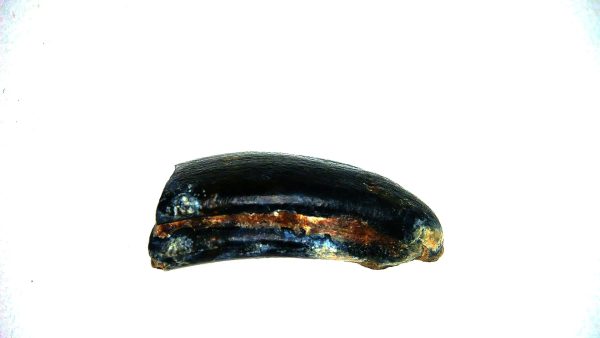 Beaver Tooth for Sale -  Fossil Castor canadensis from FL #2 - Image 4