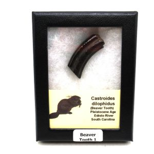 Beaver Tooth for Sale -  Extinct Castoroides Giant Beaver #1