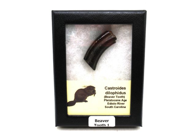 Beaver Tooth for Sale -  Extinct Castoroides Giant Beaver #1
