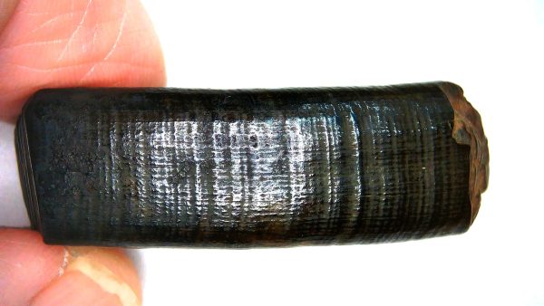 Beaver Tooth for Sale -  Extinct Castoroides Giant Beaver #1 - Image 6