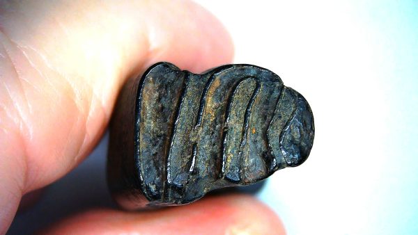 Beaver Tooth for Sale -  Extinct Castoroides Giant Beaver #1 - Image 3