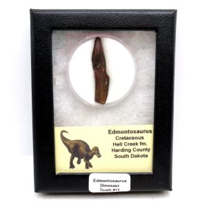 Edmontosaurus annectens Rooted Dinosaur Tooth for Sale #11 - 1.61"