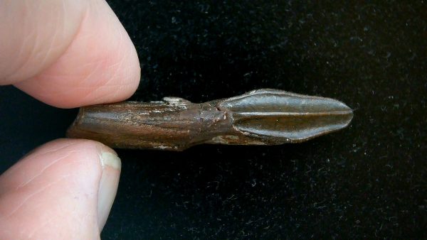 Edmontosaurus annectens Rooted Dinosaur Tooth for Sale #11 - 1.61" - Image 2