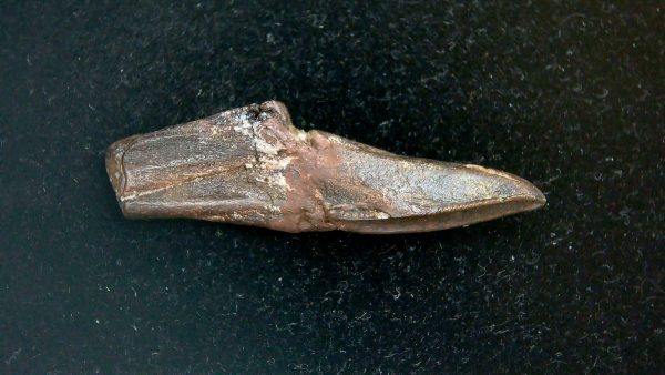 Edmontosaurus annectens Rooted Dinosaur Tooth for Sale #11 - 1.61" - Image 4