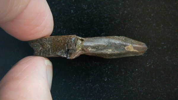 Edmontosaurus annectens Rooted Dinosaur Tooth for Sale #11 - 1.61" - Image 3