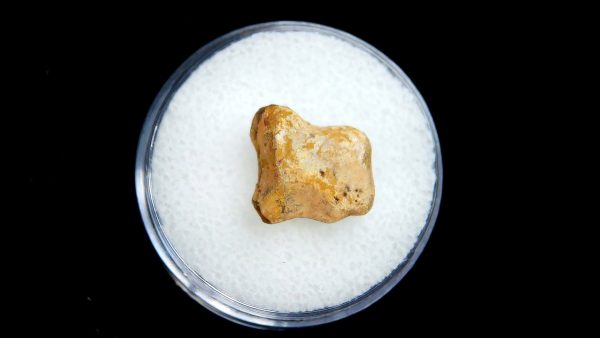 Edaphosaurus Permian Age Synapsid Bone for Sale from Texas #2 - .44"